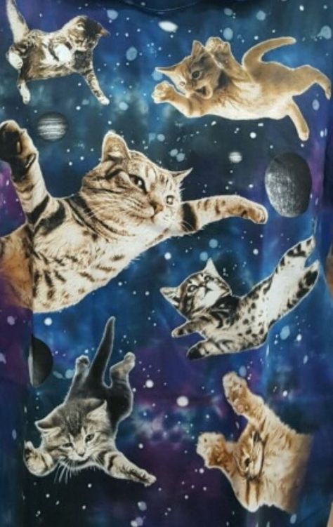 Crazy Cat Wallpaper, Silly Cat Wallpaper Iphone, Cat In Space Wallpaper, Galaxy Cat Wallpaper, Gray Cat Wallpaper, Space Cat Wallpaper, Silly Cat Wallpaper, Grey Cat Wallpaper, Cat In Space