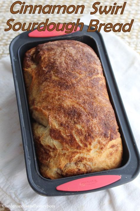 Cinnamon Swirl Sourdough Bread - Garden Seeds and Honey Bees Honey Cinnamon Bread, Honey Sourdough Bread Recipe, Sourdough Honey Bread, Cinnamon Bread Sourdough, Honey Sourdough, Honey Sourdough Bread, Bread Machine Sourdough Recipe, Honey Cinnamon Sourdough Bread, Sourdough Cinnamon Quick Bread