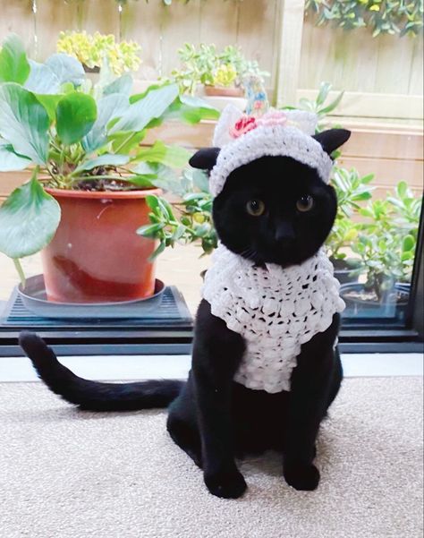 Cat Wearing Sweater, Black Cat Outfit, Cat Outfits, Kitten Mittens, Kitten Names, Pets 3, Cat Hat, Cat Person, Cat Costumes