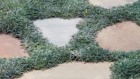 What should I do with used ... | Garden Gate Magazine Camelia Garden, Drought Tolerant Landscape Front Yard, Grass Alternatives, Lawn Replacement, Drought Tolerant Grass, Lawn Alternative, Waterwise Landscaping, Grass Alternative, Drought Resistant Landscaping