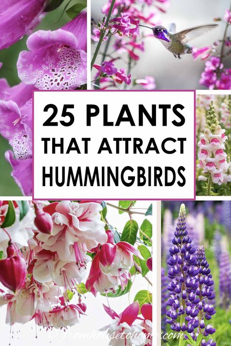 I love these hummingbird plants! So many flowers to choose from that will bloom in spring, summer and fall in my hummingbird garden landscape. Find out which flowers will attract hummingbirds in your garden. #fromhousetohome #gardendesign #gardening #birds #shadeplants #sunperennials #landscaping Types Of Hummingbirds, Plants To Attract Hummingbirds, Attracting Hummingbirds, Ivy Geraniums, Basket Flowers, Hummingbird Nectar, Hummingbird Plants, Attract Hummingbirds, Butterfly Plants