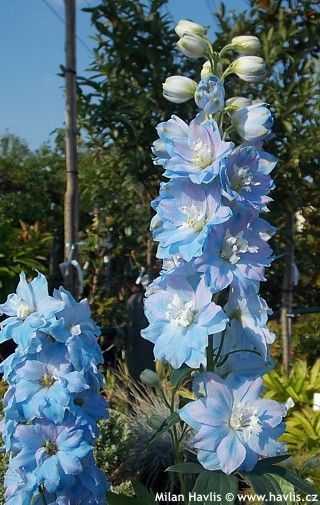 Pretty Flowers Pictures, Delphinium Flowers, Photos Flowers, Blue Delphinium, Blue Garden, Pretty Plants, Beautiful Flowers Pictures, Human Art, Delphinium