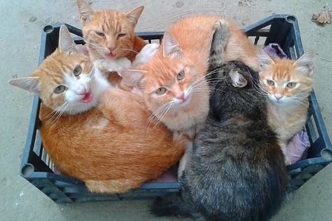 Tight squeeze: Five cats battled for position inside a single plastic crate... Cats Fluffy, Fluffy Cat Breeds, Five Cats, Funny Kittens, Tattoo Anime, Funny Cat Photos, Cat Cuddle, Anime Nails, Anime Tattoo