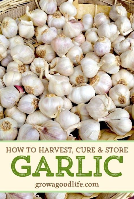 Best Ways On How To Grow Garlic From A Clove How To Store Garlic Bulbs, When To Harvest Garlic, Storing Garlic, Harvest Garlic, Homestead Tips, Store Garlic, Store Vegetables, Grow Garlic, Garden Witch