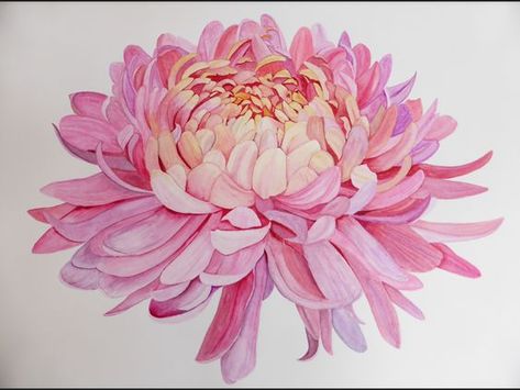 Chrysanthemum Flower Art Watercolour Chrysanthemum, Chrysanthemum Flower Drawing, Chrysanthemum Illustration, Chrysanthemum Drawing, Chrysanthemum Art, Chrysanthemum Pink, Chrysanthemum Watercolor, Chrysanthemum Painting, Purple Leaves