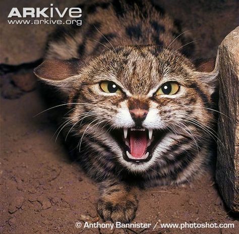 Black Footed Cat, Small Wild Cats, Cat Expressions, Cat Traps, Sand Cat, Evil Cat, Bengal Kitten, Grumpy Cat Humor, Trash Polka