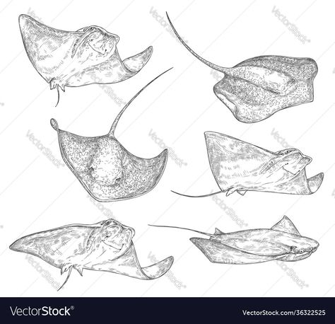 Drawings Of Stingrays, Sting Ray Illustration, Stingray Drawing Art, Ocean Creature Tattoo, Sting Ray Sketch, Stingray Drawings, Marine Animals Tattoo, Ray Fish Drawing, Sting Ray Drawings