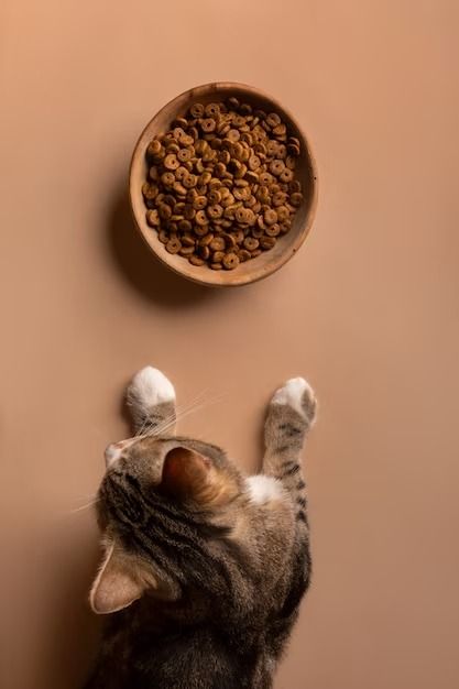 Cat Food Images - Free Download on Freepik Cat Food Design, Flat Lay Ideas, Fresh Cuts, Cat Diet, Pet Wellness, Pet Photography, Cat Owner, Small Cat, Dog Treat