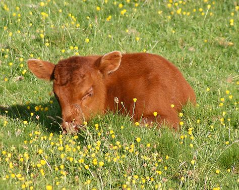 "a miniature cow!" (this is clearly a baby cow. but i know one city person who thought baby cows were mini cows) Cow Aesthetic, Aesthetic Animals, Mini Cows, Farm Living, Fluffy Cows, Cow Pictures, Brown Cow, Hobby Farm