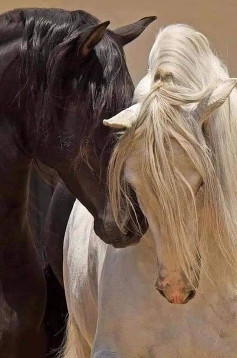 Black And White Horses, Horsey Life, Animal Aesthetic, Horse Wallpaper, Andalusian Horse, Horse Aesthetic, All The Pretty Horses, White Horses, Cute Horses