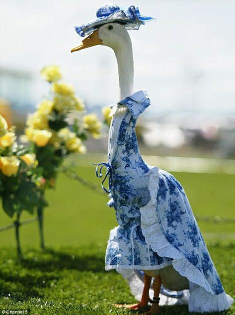 Animal Dress Up, Pet Ducks, Cute Ducklings, Funny Duck, Dog Yoga, Duck Cloth, Funny Birds, A Duck, Cute Creatures