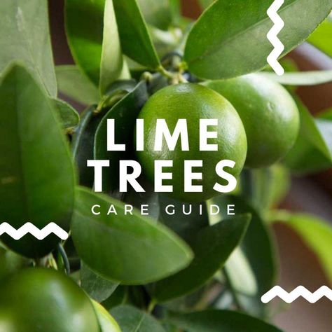 Key Lime Tree Care, Lime Tree Care, Growing Limes, Mexican Lime Tree, Key Lime Tree, Growing Lemon Trees, Lime Jello Salads, Silver Maple Tree, Lime Trees