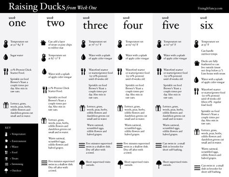 Duckling week by week care Raising Ducklings, Duckling Care, Duck Houses, Duck Stuff, Milestone Chart, Backyard Ducks, Lucky Ducky, Bird Lady, Duck Coop