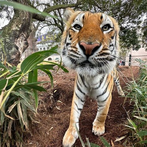 Mike, LSU's Live Mascot on Instagram: "Happy first day of class, Tigers!" Lsu Mike The Tiger, First Day Of Class, The Tiger, Cute Funny Animals, First Day, Louisiana, Tigers, Funny Animals, Cute Animals