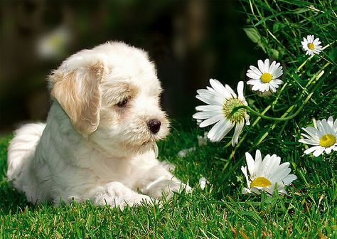 ooow! Tibetan Terrier, Sweet Dogs, A Puppy, Cute Creatures, The Grass, Animal Photography, Puppy Love, Pet Birds, Cute Puppies