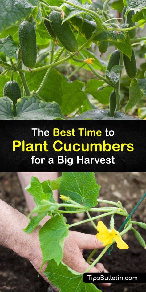 Discover when to plant all cucumber varieties in the home garden. Get a head start by starting seeds indoors, and then prepare the garden with organic matter after the danger of frost is gone. Spread mulch over the bed to retain moisture. #when #plant #cucumbers #grow What To Plant With Cucumbers, Cucumber Seeds Starting, Cucumber Tomato Salad Recipes, Cucumbers Recipes, Salads Cucumber, When To Plant Cucumbers, Planting Cucumbers, Plant Cucumbers, Cucumbers Salad