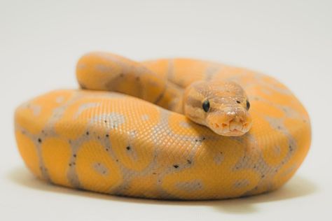 Banana Ball Python, Python Royal, Baby Ball Python, Ball Python Care, Python Regius, Types Of Snake, Expensive Art, Ball Python Morphs, Ball Pythons