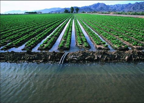 There are five basic methods of irrigation (flooding, furrow irrigation, trickle, sprinkling, and sub irrigation). You'll know all of them in details here. Water Sustainability, Irrigation Methods, Garden Watering System, Water Flood, Sprinkler Irrigation, Water Drip, Water Projects, About Water, Drip Irrigation