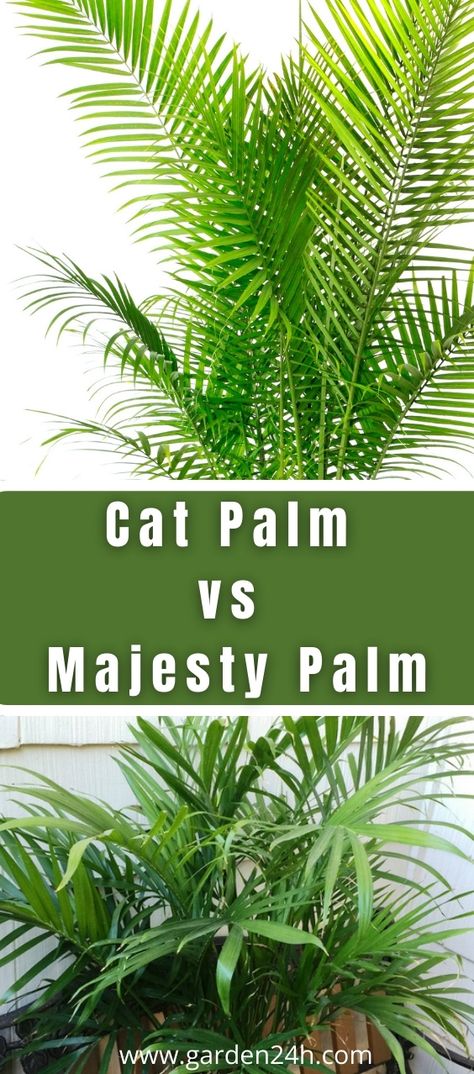 Cat Palm vs Majesty Palm (Key Differences) Cat Palm Outdoor, Cat Palm Indoor, Majesty Palm Care, Cat Palm, Indoor Palm Trees, Majesty Palm, Majestic Palm, Palm Trees Landscaping, Indoor Palms