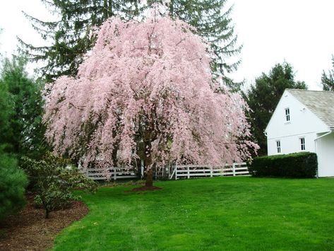 Weeping cherry tree - I can see this in the corner of our lot in the front lawn... LOVE cherry tree blossoms!! Weeping Cherry Tree Landscaping, Cherry Tree Landscaping, Tree Landscaping, Weeping Cherry Tree, Weeping Trees, Weeping Cherry, Flowering Cherry Tree, Garden Shrubs, Front Lawn