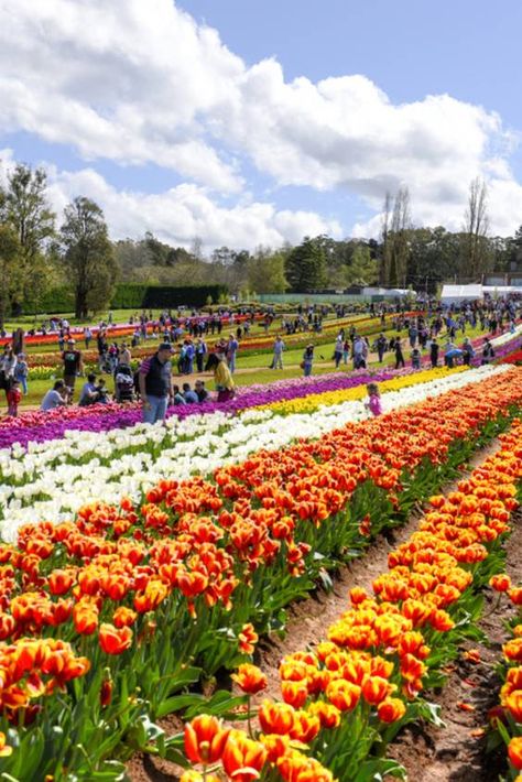 Check out "Tesselaar Tulip Festival" in Melbourne Spring In Australia, Tulips Festival, Money Freedom, Winter In Australia, Tulip Festival, The Awakening, Spring Flowering Bulbs, Flower Festival, Nature Photographs