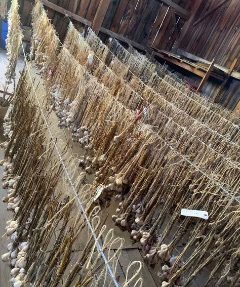 Garlic! Thousands of bulbs of organic #Garlic 20+ varieties drying in our barn for you This is our Hearts Desire Want some? Follow us here https://linktr.ee/heartsdesirefarm #Heartsdesirefarm #organicfarm #Foodie #organicfood #GoodFood #Cooking #Eating #healthy #Healtheylifestyle Garlic Drying, Garlic Farm, Organic Farming, Hearts Desire, Eating Healthy, Organic Recipes, Follow Us, Garlic, Good Food