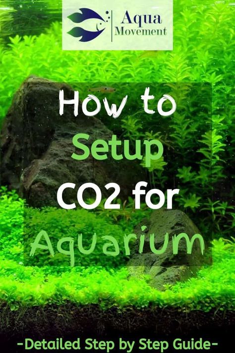 Do you know how to set up a CO2 aquarium setup? In this article we will guide you through the process with a detailed step by step guide! Aquarium Hacks, Cichlid Tank, Aquascape Ideas, Freshwater Plants, Aquarium Garden, Fish Pond Gardens, Bell Jars, Fish Tank Design, Aquascape Design