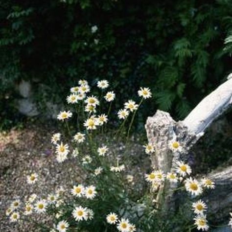 Ox-eye daisies will take root in less-than-perfect soil. Wild Daisies, Montana State University, Alpine Flowers, Perennial Flowers, Montana State, English Country Gardens, Peat Moss, Meadow Flowers, Flowers Perennials