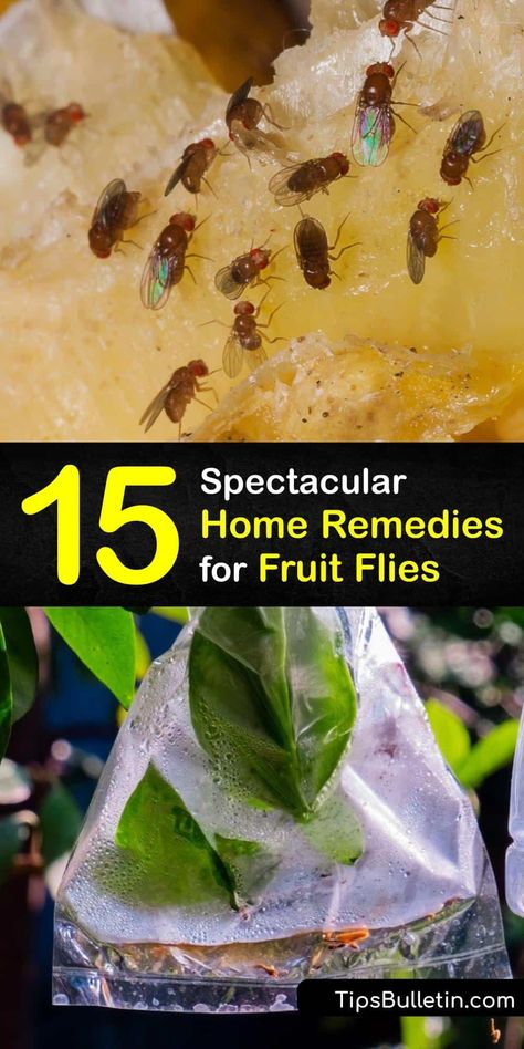 When fruit flies invade your home, it’s crucial to begin pest control immediately. Use home remedies or make an easy fruit fly trap using everyday items like apple cider vinegar, dish soap, and baking soda to get rid of fruit flies for good. #home #remedies #fruit #flies Fruit Fly Spray, Fly Remedies, Homemade Fruit Fly Trap, Household Bugs, Rotten Fruit, Fruit Fly Trap, Fruit Fly, Fly Trap, Liquid Dish Soap