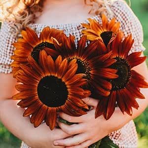 Velvet Queen Sunflower, Seed Vault, Red Sunflowers, Dimensional Color, Heirloom Vegetables, Red Petals, Seed Saving, Attract Pollinators, Multi Dimensional