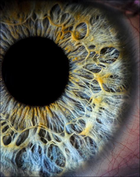 Iris Eye, Foto Macro, Eye Close Up, Eye Pictures, Close Up Photography, Eye Photography, Human Eye, Foto Art, Eye Art