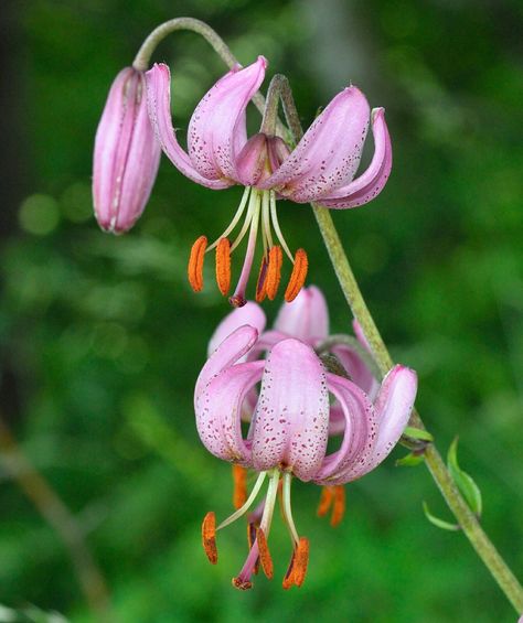 Lilium martagon 1596 Martagon Lilies, Lilium Martagon, Color Inspo, Amazing Flowers, Novelty Christmas, Christmas Ornaments, Holiday Decor, Flowers, Christmas