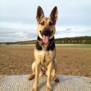 German Shepherd Short Hair Short Hair German Shepherd, Short Haired German Shepherd, Big Pitbull, Dog Goals, Dogs German Shepherd, German Shepherd Funny, Cutest Puppy Ever, Baby Puppy, Big Dog Breeds