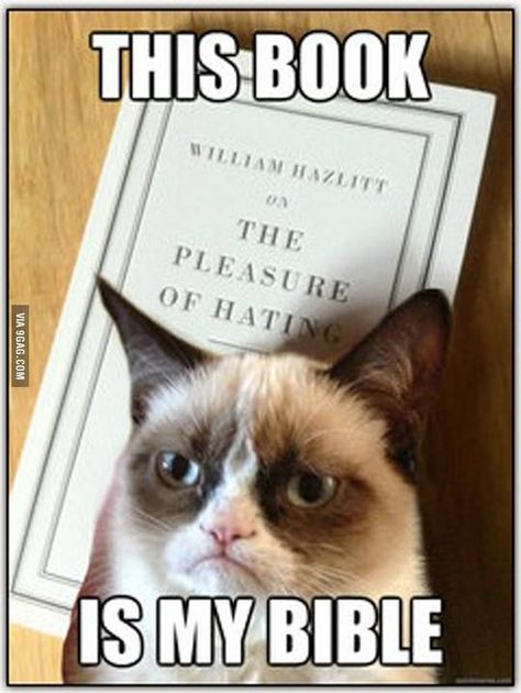 Grump Cat, Grumpy Cat Meme, Grumpy Cat Quotes, Cat Jokes, Meme Comics, Grumpy Cat Humor, Image Chat, Funny Animal Quotes, Funny Animal Jokes