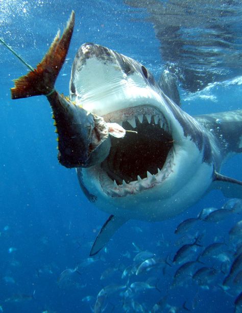 Shark Eating, Shark Pictures, Australia Vacation, Shark Fishing, Underwater Photos, Prehistoric Creatures, Deep Blue Sea, White Sharks, Shark Week