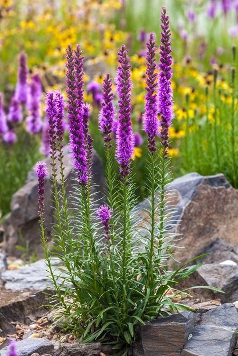 20 Best Tall Perennial Flowers | Balcony Garden Web Tall Perennial Flowers Part Shade, Tall Flowers For Pots, Tall Flowers For Garden, Tall Plants For Privacy, Tall Flowering Perennials, Tall Wildflowers, Flowers For Background, Tall Perennial Flowers, Perrenial Gardens