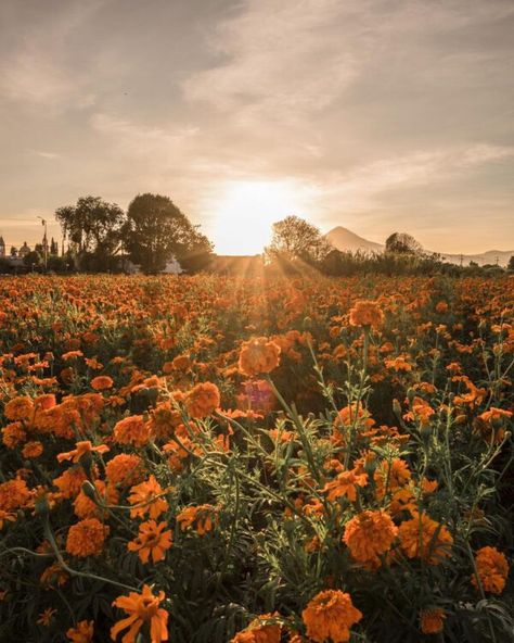 Marigold Field Aesthetic, Marigold Flower Field, Field Of Marigolds, Flower Feild Pics Aesthetic, Marigolds Aesthetic, Merigold Aesthetic, Marigold Flower Aesthetic, Fall Flower Field, Wildflower Garden Bed