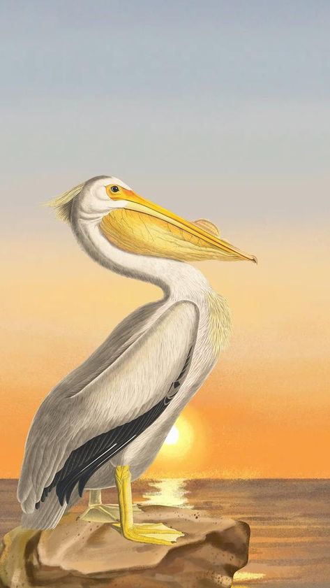 Bird Iphone Wallpaper, Pelican Wallpaper, Iphone Wallpaper Sunset, Pelican Drawing, Pelican Painting, Sunset Drawing, Pelican Bird, Wallpaper Sunset, About Water