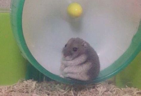 Hamster Names, Hamster Care, Funny Hamsters, A Hamster, Cute Rats, Cute Hamsters, Funny Animal Memes, Hamsters, Cute Friends