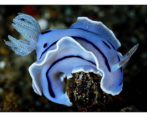 Chromodoris Willani, Sketching References, Collage Photos, Uv Blue, Sea Slugs, Scuba Dive, Sea Snail, Sea Slug, Animal References