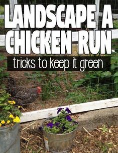 Plants For Chickens, Chicken Coop Blueprints, Urban Chicken Farming, Chicken Coop Garden, Portable Chicken Coop, Urban Chickens, Chicken Care, Chicken Coop Run, Backyard Chicken Farming