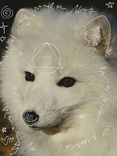 Arctic Fox Art, Fox Background, Pfp Mask, Fox Therian, Warrior Cats Funny, Animal Outline, Fox Drawing, Cute Posts, Silly Cats Pictures