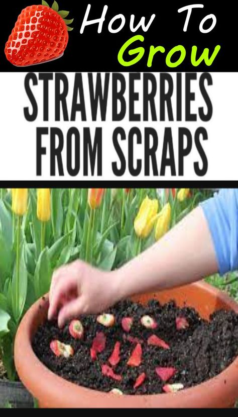 How To Grow From Scraps, How To Plant Strawberries From Fruit, Replant Strawberries, Strawberries Growing Tips, Starting Strawberries From Fruit, Raised Garden Beds For Strawberries, Growing Strawberries From Strawberries, When To Start Strawberry Seeds Indoors, Plant Strawberry From Fruit