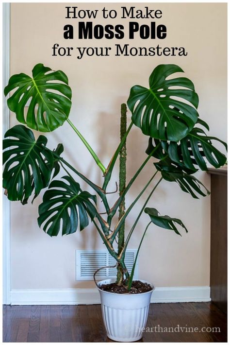 This easy DIY shows you how to make a moss pole to support and help your Monstera aka Swiss Cheese plant grow. Monstera Moss Pole Diy, How To Stake Monstera Plant, Diy Moss Pole Monstera, Plant Supports Diy Indoor, How To Make A Moss Pole, Monstera Plant Indoor, Monstera Interior, Growing Monstera, Monstera Plant Care