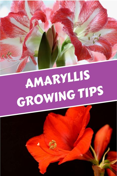 Amaryllis can brighten up any room with striking flowers and a sweet fragrance. Learn how to grow and care for these beautiful plants indoors or outdoors. How To Care For Amaryllis Bulbs, How To Grow Amaryllis Bulbs, How To Care For Amaryllis After Blooming, Amarilis Flower, Amaryllis Care, Amaryllis Plant, Red Amaryllis, Amaryllis Flowers, Amaryllis Bulbs