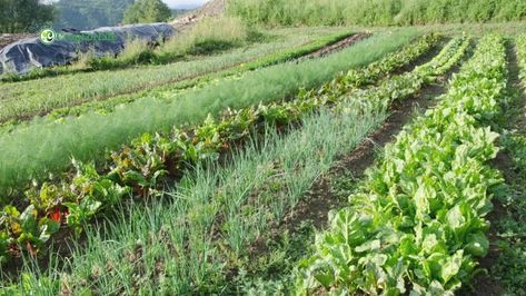 Intercropping, also known as mixed cropping, is a traditional agricultural practice that involves growing two or more crops in close proximity on the same piece of land. The crops can be grown together simultaneously, or one can be planted after the other has already been established. It has been used for centuries by farmers around the world as a way to improve yield, reduce pest and disease problems, and maximize #Intercropping #cropforlife #agriculture Biointensive Gardening, Natural Fertilizer, Agricultural Practices, Food Production, Sustainable Agriculture, Harvest Season, Organic Fertilizer, Bedding Plants, Types Of Plants