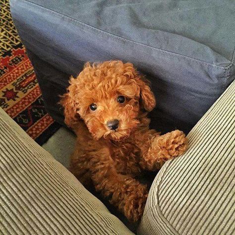 Dog Puppy Aesthetic, Teddy Bear Poodle, Puppy Aesthetic, Mini Goldendoodle Puppies, Puppy Mom, Dog Mommy, Toy Poodle Puppies, Super Cute Puppies, Cute Animals Puppies