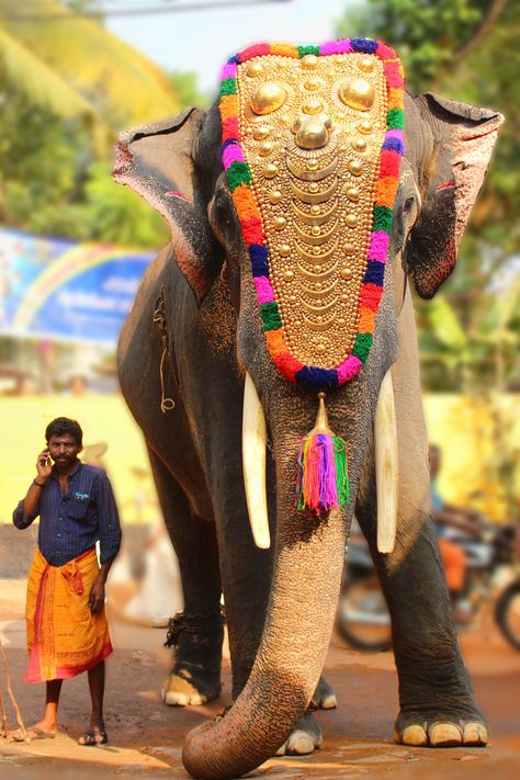 Festival in Kerala, India Amazing India, India Culture, Goa India, Animal References, India Colors, Elephant Love, Kerala India, Indian Summer, An Elephant