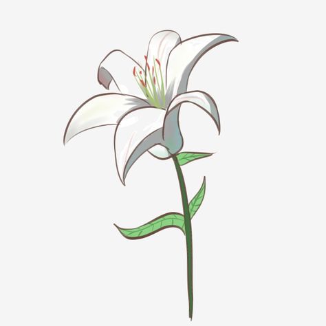 Easter Lilly Drawings, Lily Illustration Simple, Easter Lily Drawing, White Lily Drawing, Easter Lily Tattoo, Lilly Illustration, Tucson Tattoo, Lily Flower Illustration, Lilies Illustration