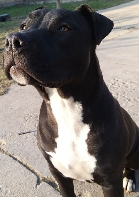 Dog Pitbull Black, Pitbulls Black And White, Black Pitbull Dog, Black Pitbull Terrier, Black Pitbull Aesthetic, Pitbull Black And White, Pitbull Dog Tattoo, Pitbull Noir, Black Staffy